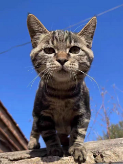 Leiboo徕本混合豆腐猫砂除臭无尘豆腐砂可冲厕所膨润土猫沙包邮