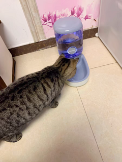 猫咪饮水机狗狗宠物自动喂水器狗喂食喝水神器流动不插电用品大全