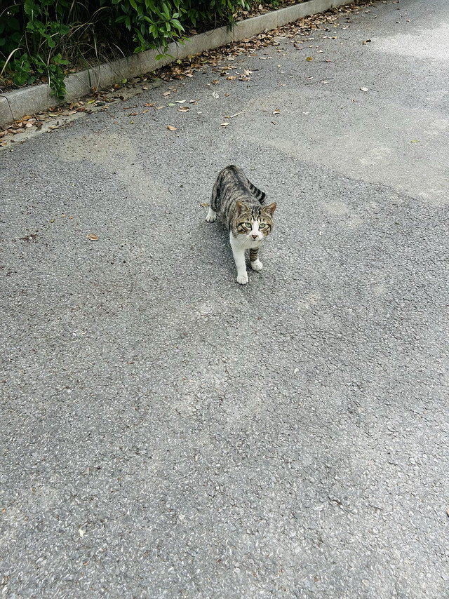 流浪猫也有快乐