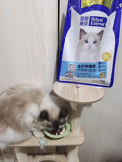 专注布偶猫的猫粮
