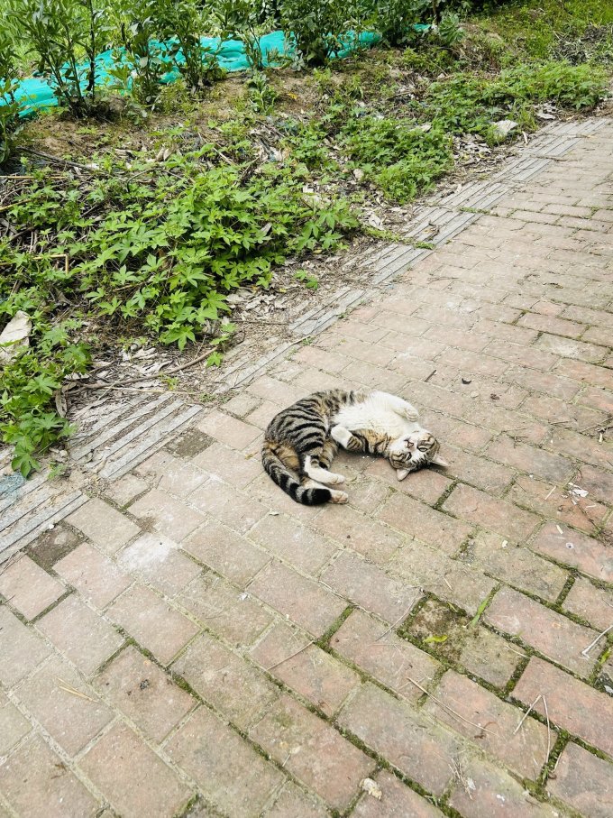 谷登猫咪