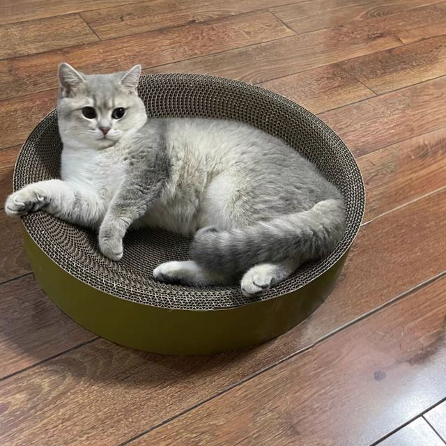 『猫咪握爪』你必须攻击那个具有嘲讽的家具——猫抓板