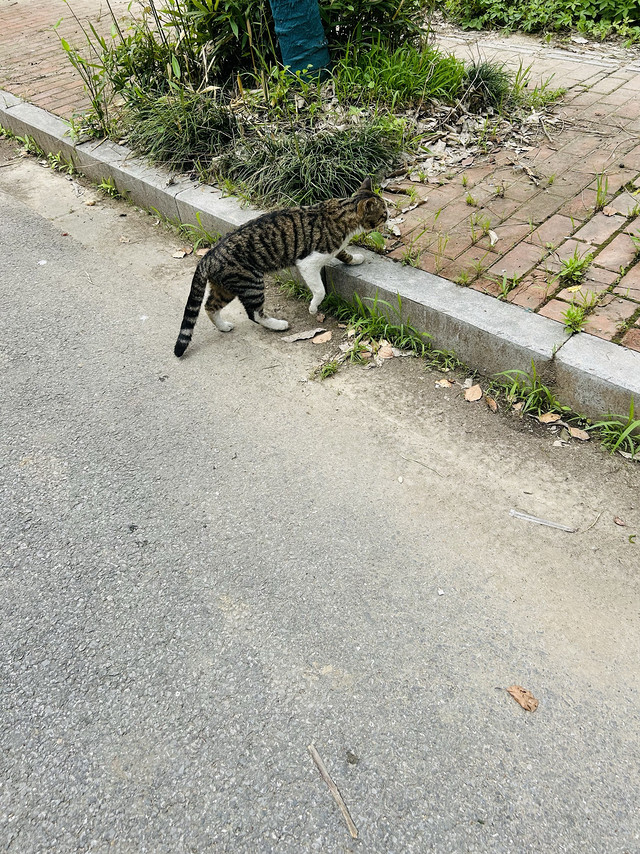 流浪猫咪也可爱