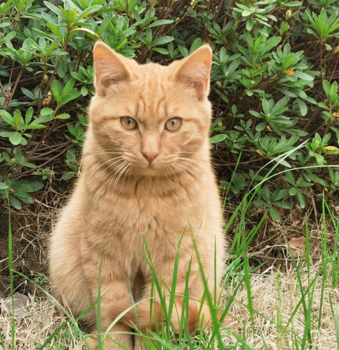 猫咪湿粮/罐头