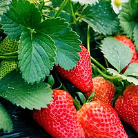 吃草莓好处多，健康美味同行