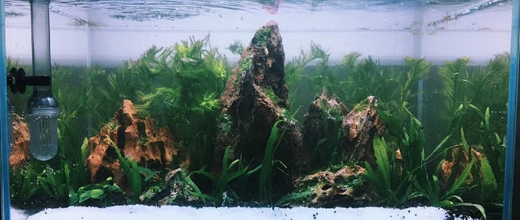 玩鱼缸的小小心得，全文5分钟。多图提醒