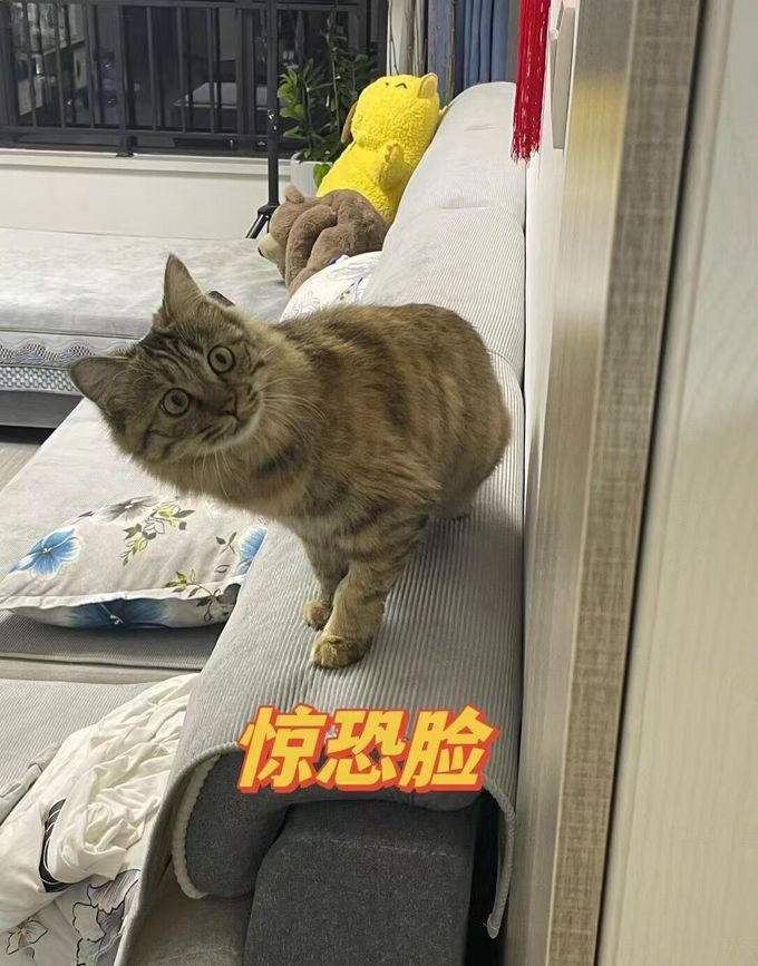 猫咪