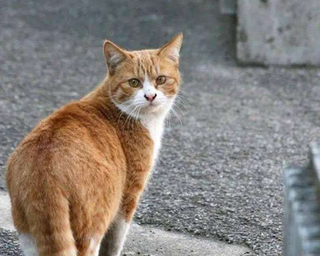 了解领养流浪猫流程