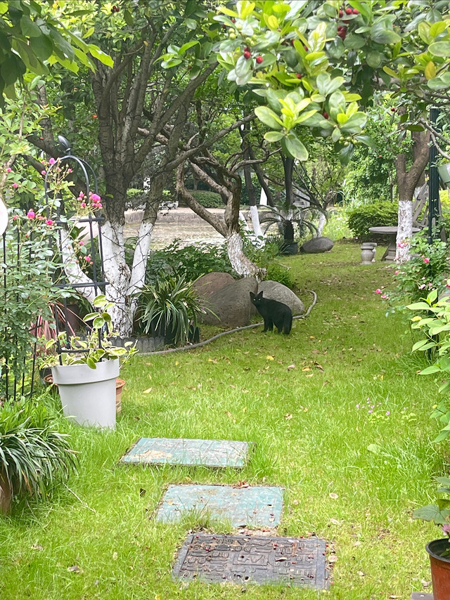 流浪猫也需要好的生活环境，请大家善待流浪猫