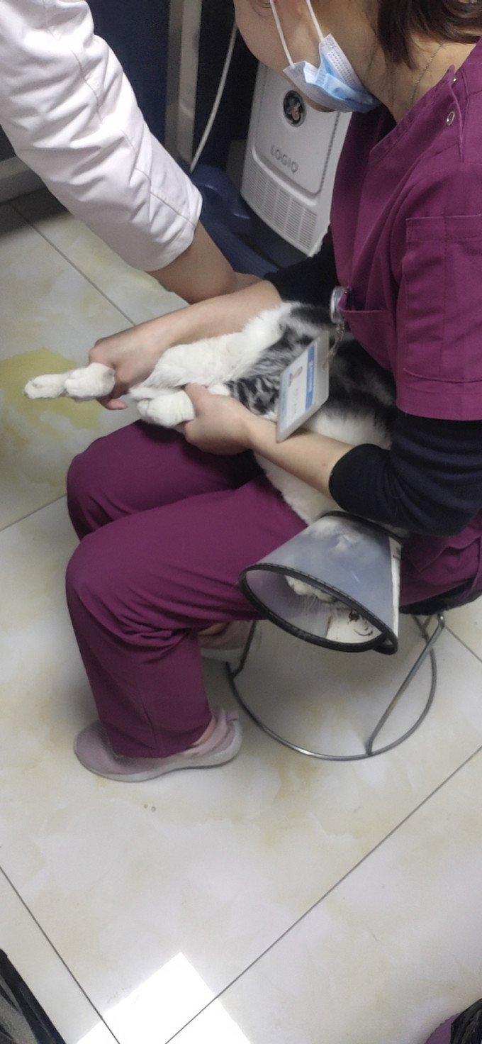 猫咪