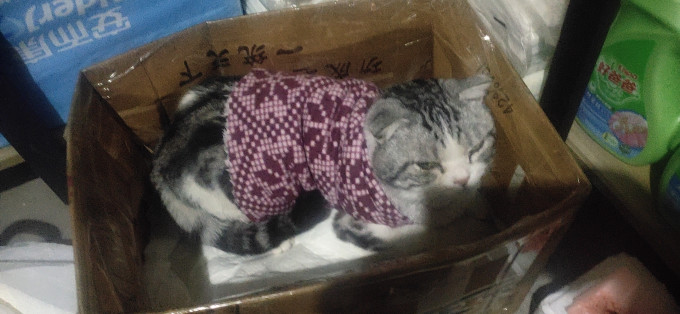 猫咪