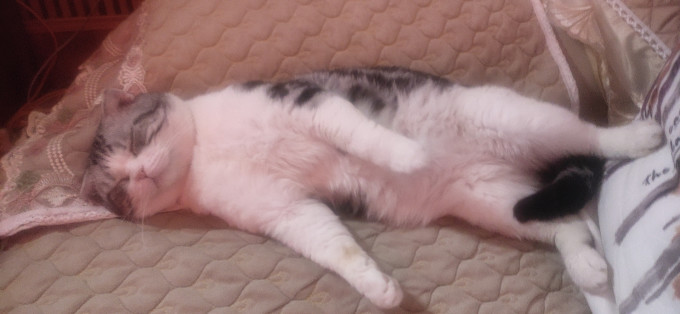 猫咪