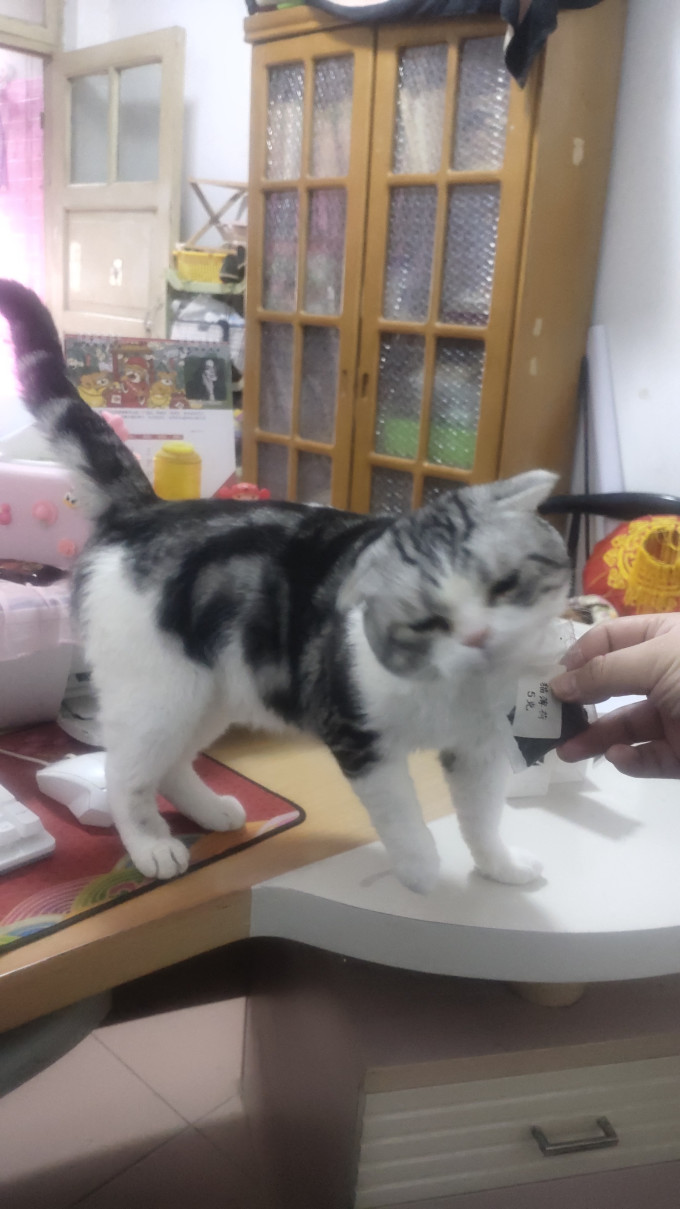 猫咪