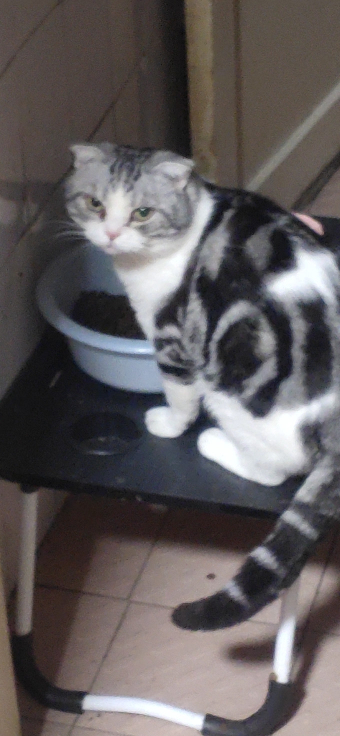 猫咪