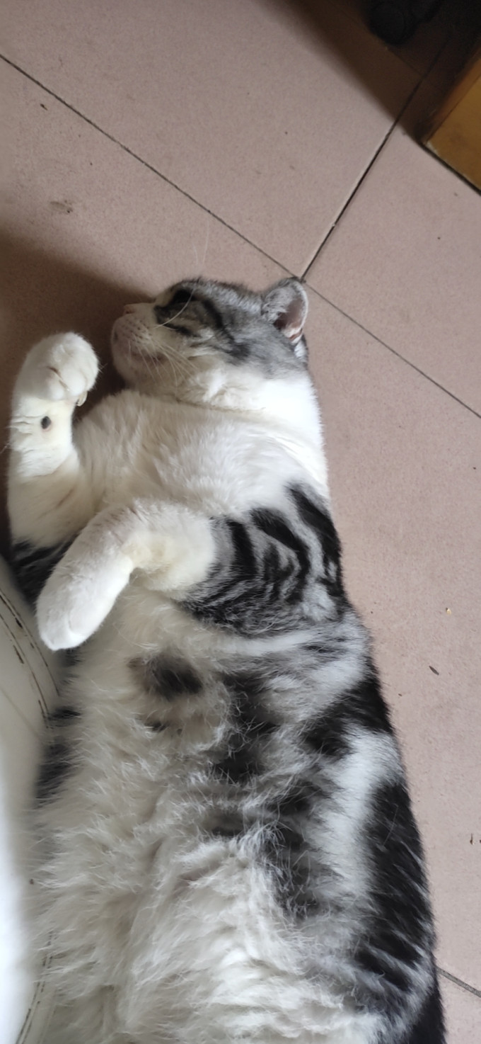 猫咪