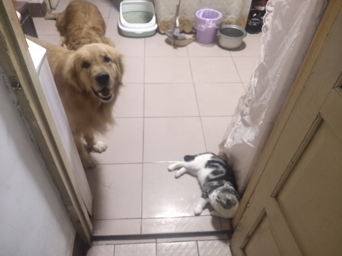 猫咪