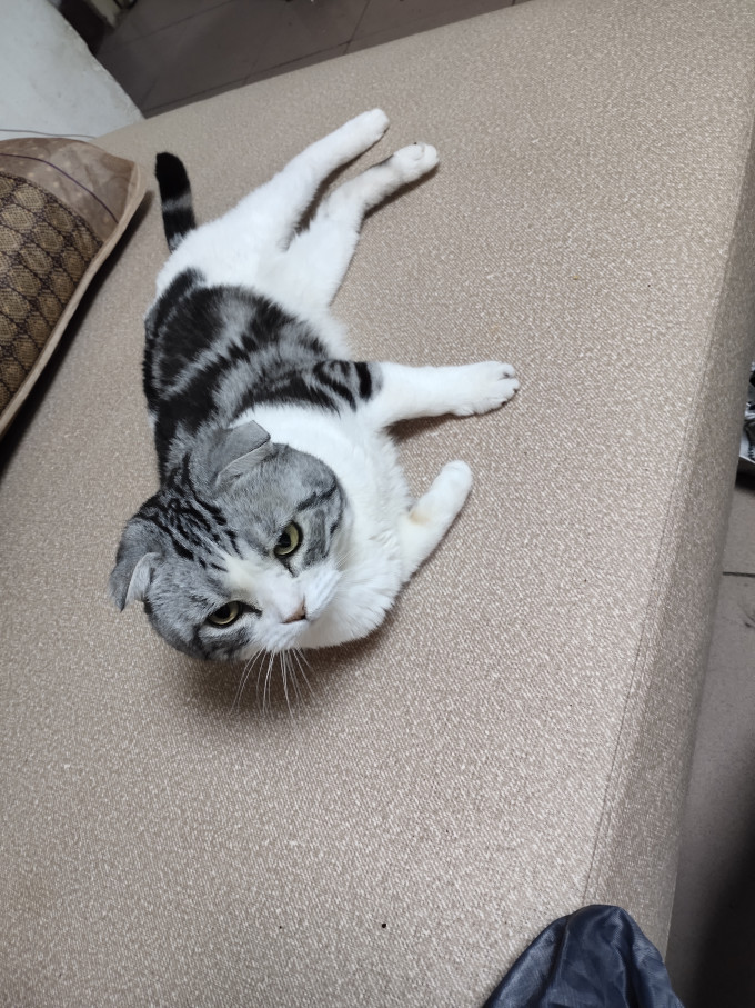 猫咪
