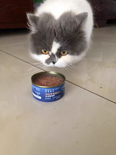 这个罐头猫咪很爱吃