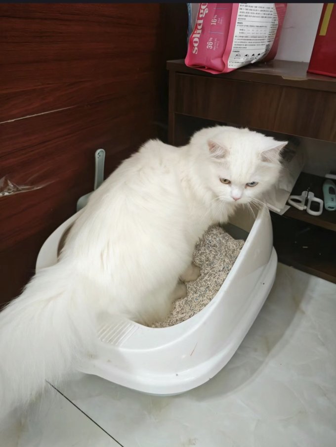 猫砂