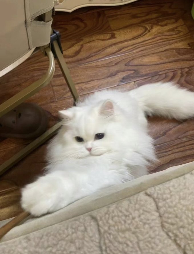 猫砂
