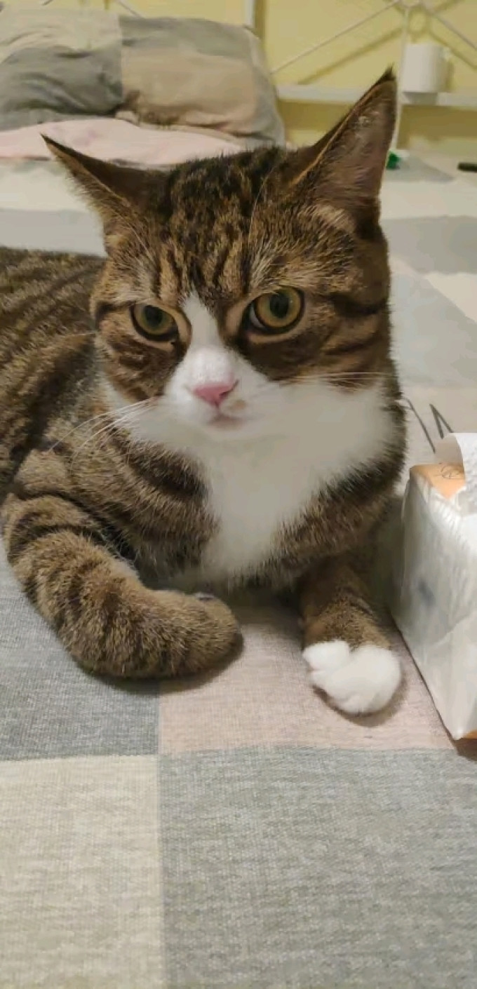 顶制鲜粮猫咪干粮
