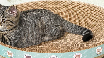 打造猫咪的温馨小窝：清洁与舒适并重！