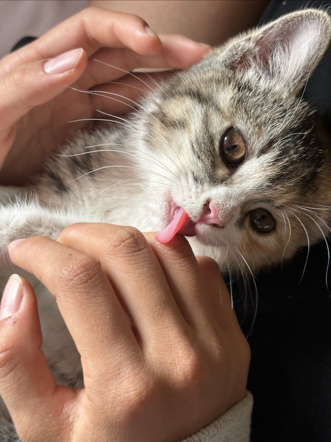 宠睦家猫咪干粮