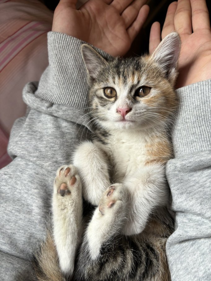 宠睦家猫咪干粮