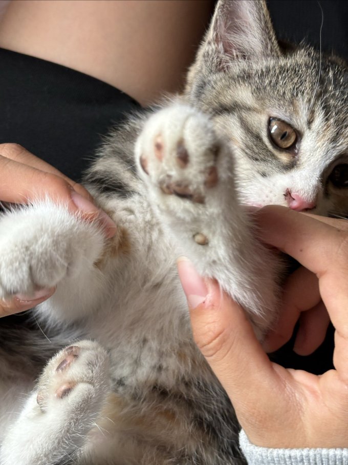 宠睦家猫咪干粮