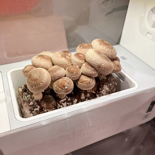 超级菇菇 让你感受植物生长的过程 培养孩子的观察力