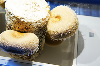 既能观察又能吃，简单快速自己种蘑菇！