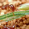 家里红火蚁生存在哪里