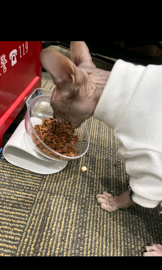海洋之星猫咪干粮