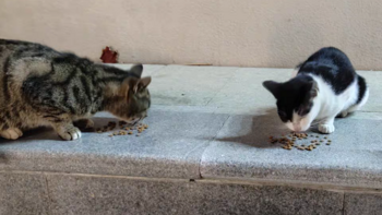 关爱小区里的猫咪，让它们每天都吃的饱饱的