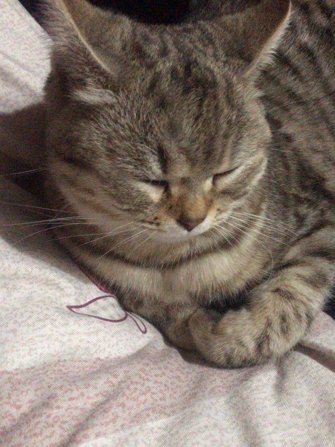 疯狂的主人猫抓板