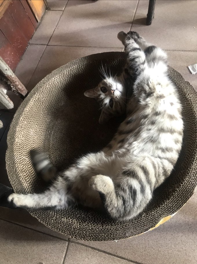 疯狂的主人猫抓板
