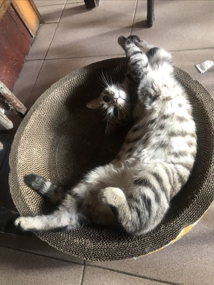 疯狂的主人猫抓板