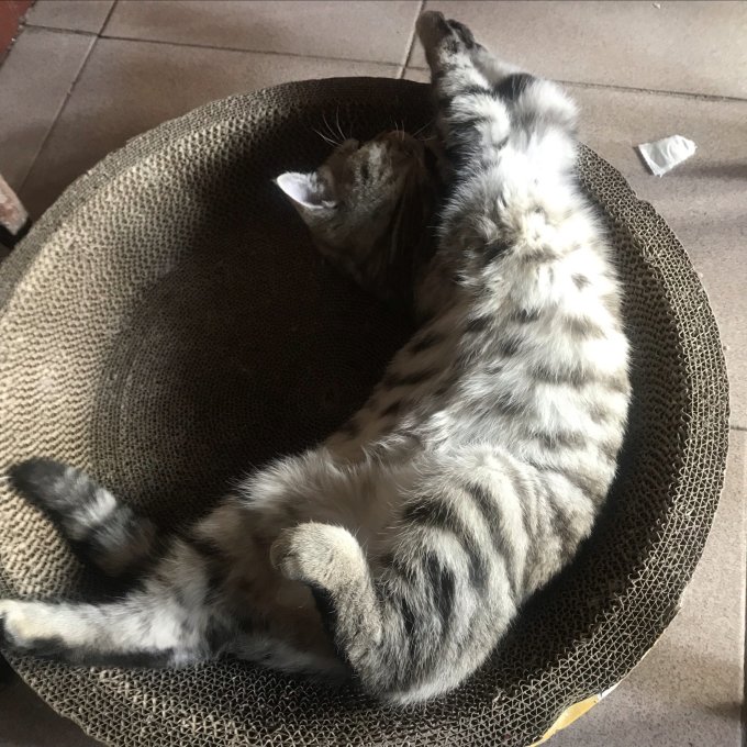 疯狂的主人猫抓板