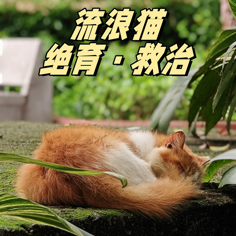 流浪猫的救治与绝育——如何平衡流浪猫与社会环境的矛盾？