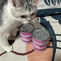 让猫咪精力充沛的猫罐头