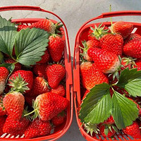 营养丰富的草莓，多吃更美味