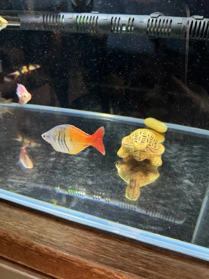 石美人鱼,也太美了!