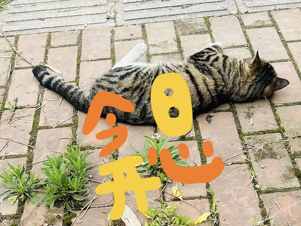 花猫咪的日常生活