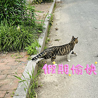 猫咪行走在马路上的美