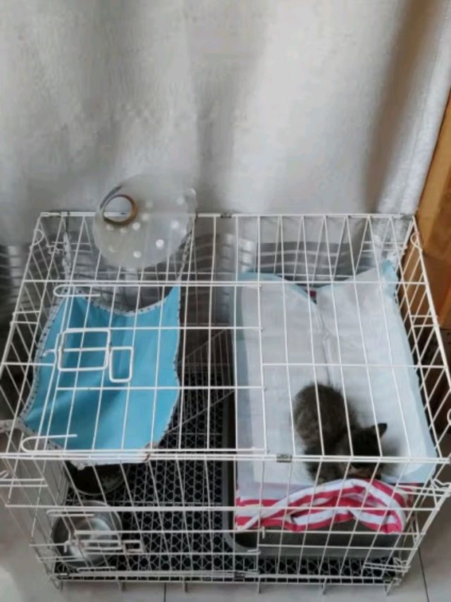 汤琪（TANGQI）猫笼子大号家用猫别墅猫屋猫舍猫窝双层带托盘折叠宠物铁笼子猫 白色 68*49*58cm