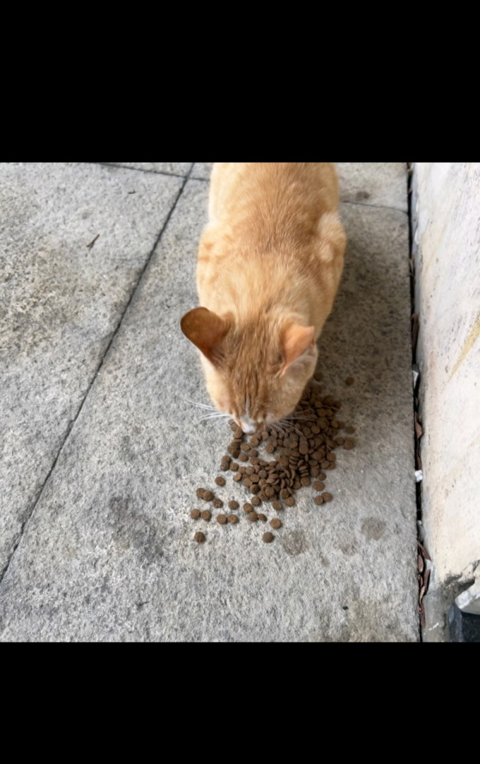 宠睦家猫咪干粮