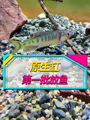 这些鱼的名字真难读...#原生鱼 #观赏鱼 #养鱼 #小鹏说水族 