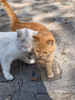 果然有猫的地方就有猫腻，流浪猫见面分外腻歪