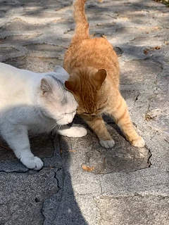 果然有猫的地方就有猫腻，流浪猫见面分外腻歪