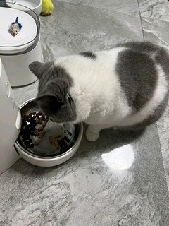 猫咪越吃越胖